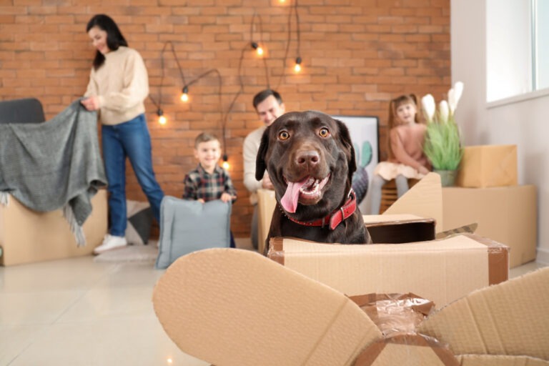 Moving with Pets: A Guide to Ensuring a Stress-Free Transition for Your Furry Friends