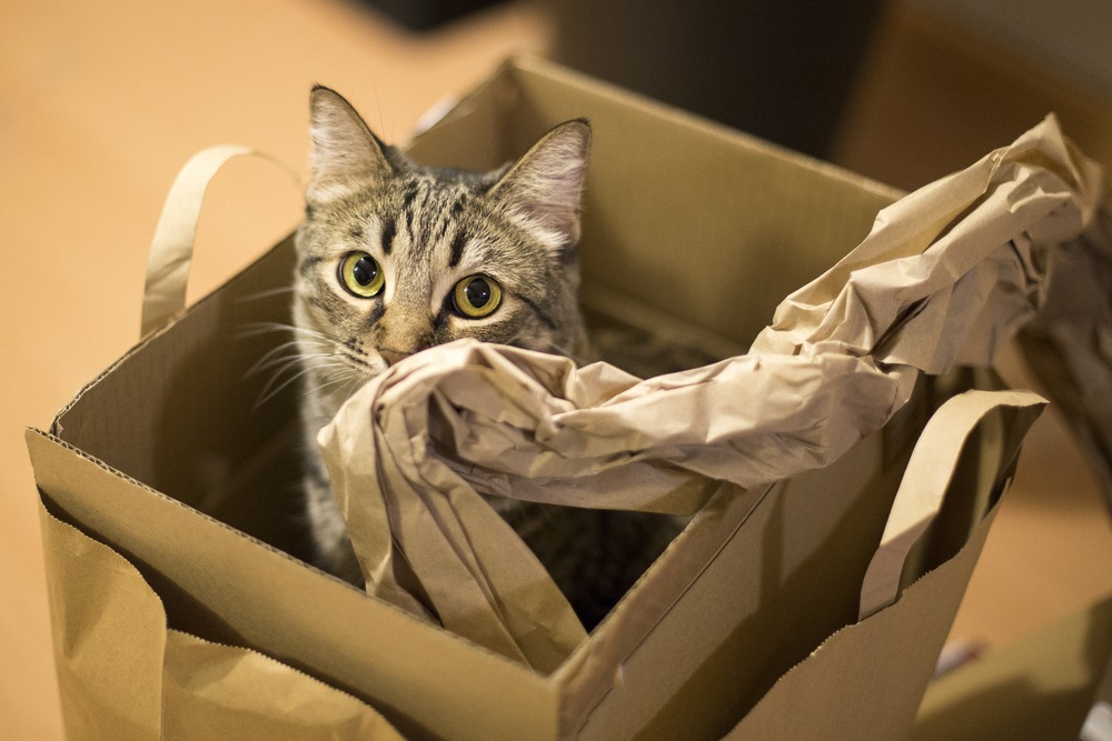 Moving with Pets Guide