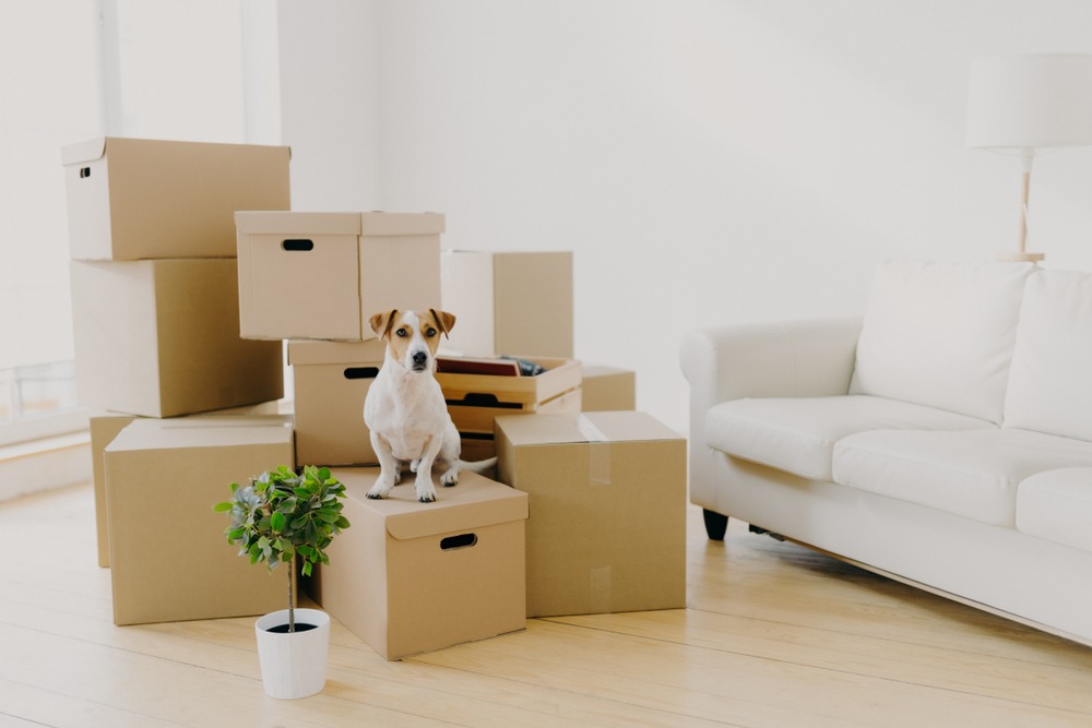 Packing and Transporting Your Pet's Belongings